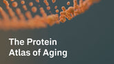 The Protein Atlas of Aging: Why 50 Might Be the Real Turning Point