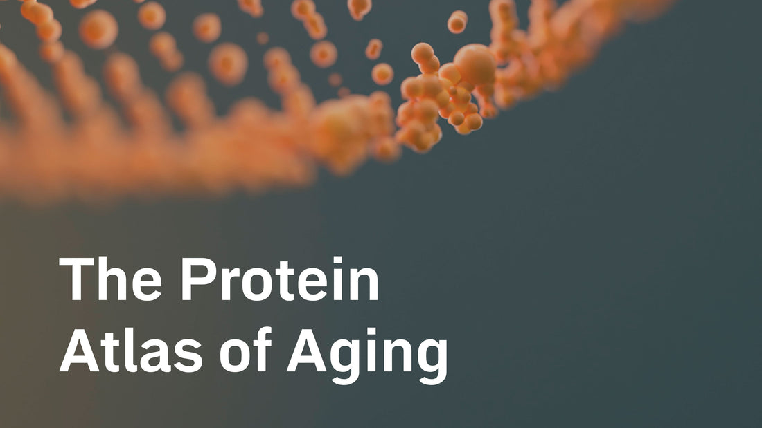 The Protein Atlas of Aging: Why 50 Might Be the Real Turning Point